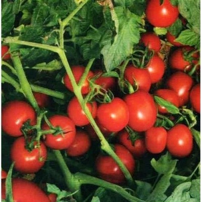 Семена томата 7204 F1 (5000 семян), Lark Seeds